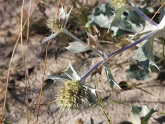 Eryngium maritimum