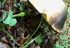 Butyriboletus pseudoregius