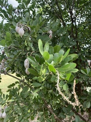 Dermatophyllum secundiflorum