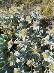 Eryngium maritimum