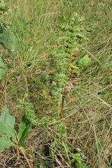 Filipendula vulgaris