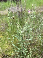 Vittadinia