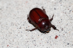 Oxygrylius ruginasus