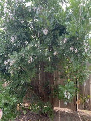 Dermatophyllum secundiflorum