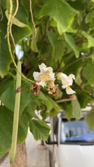 Catalpa