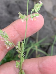 Beckmannia syzigachne