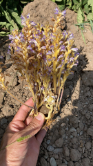 Phelipanche ramosa