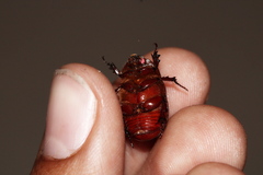 Oxygrylius ruginasus