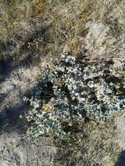 Eryngium maritimum