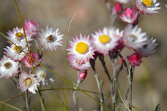 Achyranthemum affine