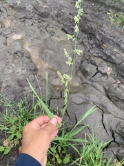 Beckmannia syzigachne