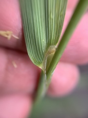 Beckmannia syzigachne