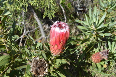 Protea neriifolia