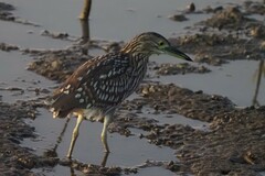 Nycticorax caledonicus