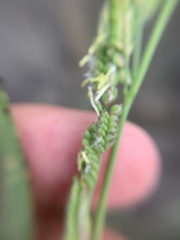 Beckmannia syzigachne