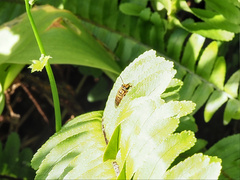 Mellitidia tomentifera