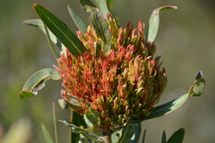 Protea witches broom phytoplasma