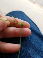 Cyperus brevifolius