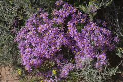 Felicia filifolia