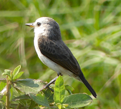 Arundinicola leucocephala