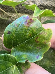 Phyllosticta ampelicida