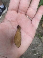 Acer platanoides