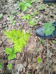 Botrypus virginianus