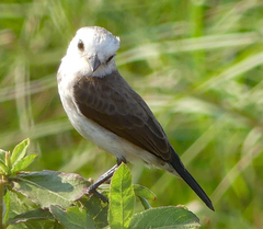 Arundinicola leucocephala