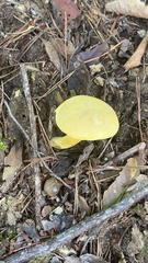 Retiboletus ornatipes