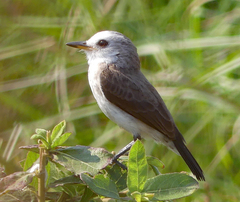 Arundinicola leucocephala