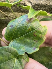 Phyllosticta ampelicida