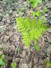 Botrypus virginianus