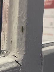 Draeculacephala antica