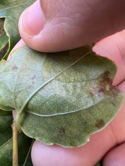 Phyllosticta ampelicida