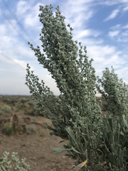 Artemisia tridentata