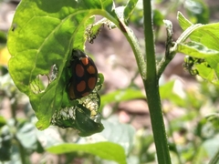 Epilachna mexicana