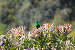 Nectarinia famosa