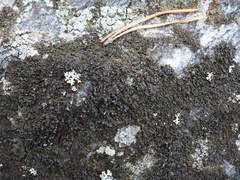 Montanelia sorediata