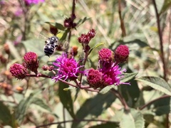 Melissodes denticulatus