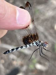 Dythemis fugax