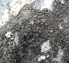 Montanelia sorediata