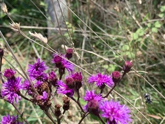 Melissodes denticulatus