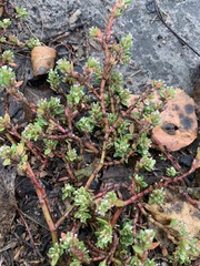 Polygonum aviculare