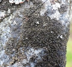 Montanelia sorediata