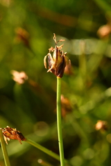 Eleocharis quinqueflora