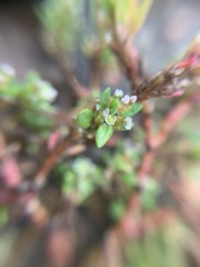Polygonum aviculare