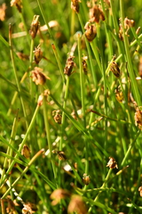 Eleocharis quinqueflora