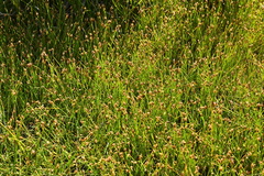 Eleocharis quinqueflora