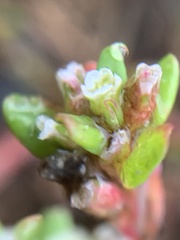 Polygonum aviculare