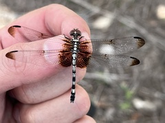 Dythemis fugax